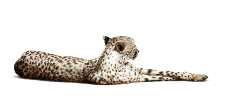 lying Cheetah over white background