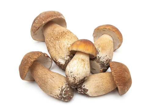 fresh mushrooms closeup on white background