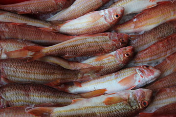 Triglie rosse - Salmonete de roca