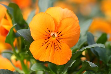 Viola-Veilchen