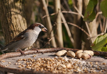 sparrows