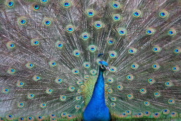 Naklejka premium Beautiful peacock with colorful feathers
