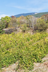 Fototapeta na wymiar vineyard in Massandra region of Crimea