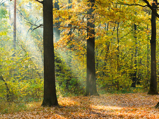 sunbeam lit lawn in autumn forest © vvoe