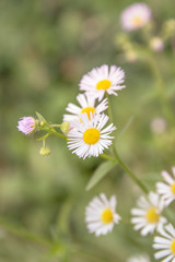 Group of daisy flowers in meadow