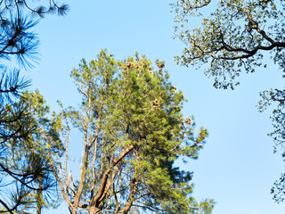 crown of sequoia tree in autumn