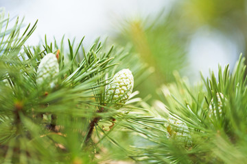 cones of crimean pine tree