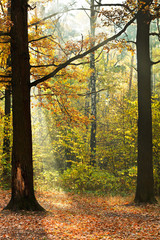 sunshine lit glade in autumn forest