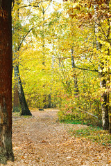 Fototapeta premium path in yellow forest in autumn