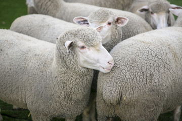 Naklejka na ściany i meble Schafe, Merinoschafe in einem Gehege
