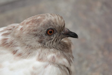 Vieux pigeon