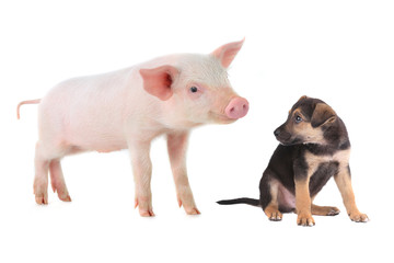 pig and dog