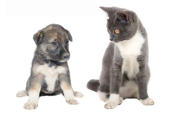 Cute puppy and cat