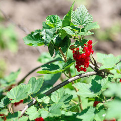 Redcurrant