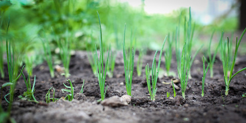 Onion
