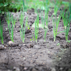 Onion