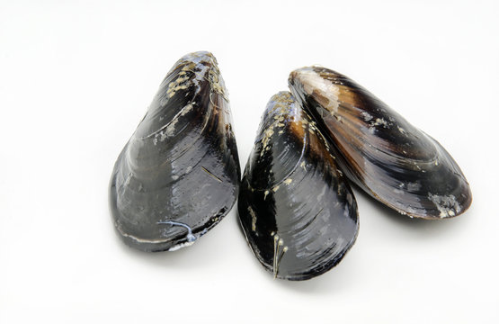 Mejillones