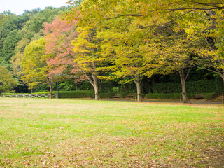 Naklejka premium 秋色に染まる公園の木々