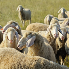 Schafe auf der Weide