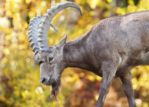 Male Siberian ibex during fall