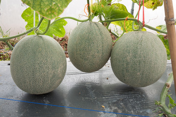 Japanese melon crop
