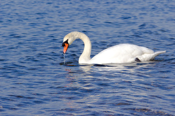 Obraz premium łabędź