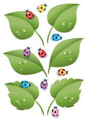 Leaves and Colorful Ladybugs