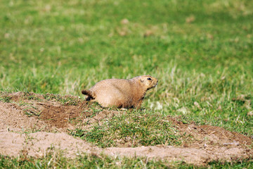 Black-tailed prairie dog