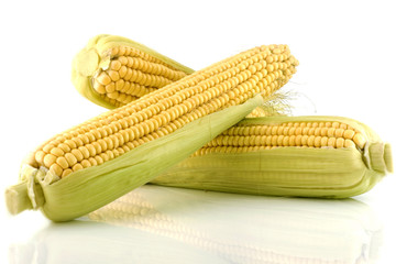 Three corn cob isolated on a white