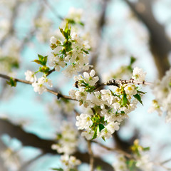 Cherry flowers