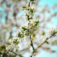 Cherry flowers