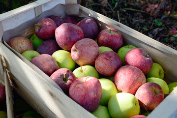 crate full of apples near a tree