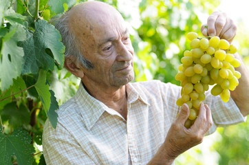 Senior happy farmer at vineyard