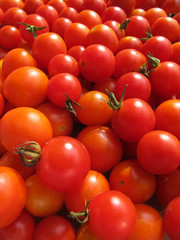 Ripe cherry tomatoes cultivated in the garden