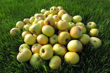 Heap of the ripe winter cultivar apples lying on the lawn grass