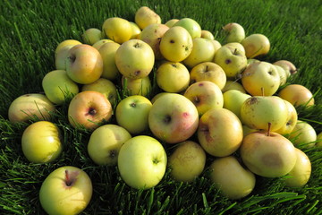 Heap of the ripe winter cultivar apples lying on the lawn grass