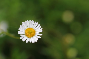 Fototapeta premium flower