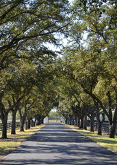 Obraz premium Driveway with Trees