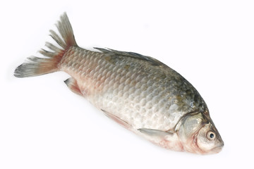 Raw fish isolated on white background