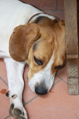 cane maschio  beagle elizabet