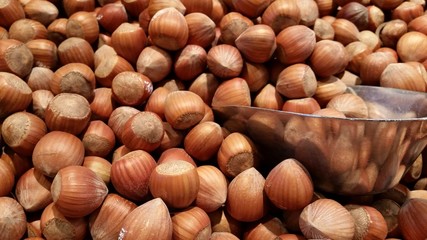 Haselnuss und Freunde