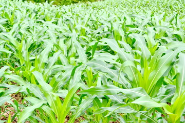 Obraz premium green field of corn growing up at Thailand