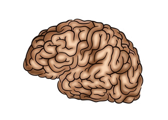 Human Brain - Illustration