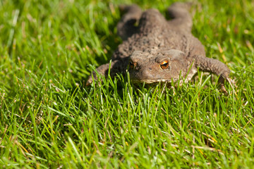 frog sitting on green grass