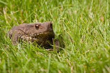 frog sitting on green grass