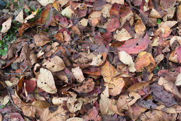 Fallen leaves