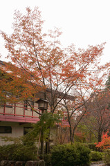 Tree with red leaves in the inn