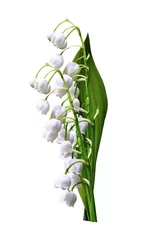Foto op Canvas The branch of lilies of the valley flowers isolated on white bac © alenalihacheva