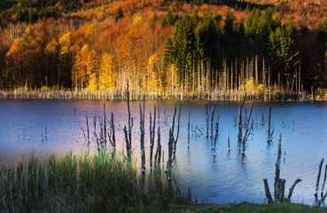 Autumn colors in trees near a lake