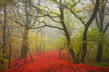 Fototapeta na wymiar Foggy and mystic atmosphere during autumn in the forest